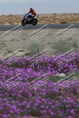 media/Jan-14-2023-SoCal Trackdays (Sat) [[497694156f]]/Turn 14 Exit Bloomig (145pm)/